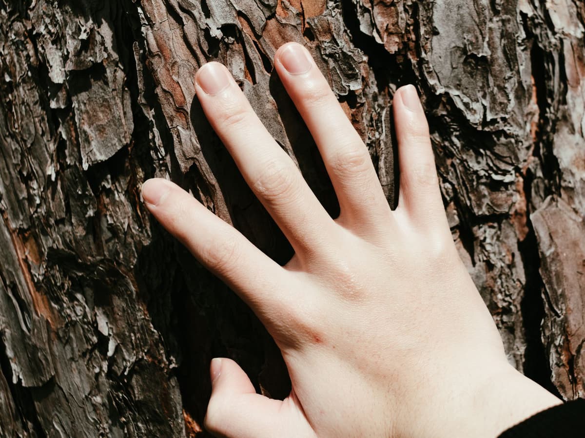 A hand touching textured tree bark as a sensory grounding exercise.